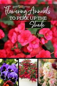 Now shipping orders placed march 4 to april 6. Annual Flowers To Perk Up A Shady Garden Garden Therapy