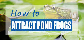 Attract Frogs To Your Garden Pond