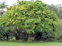 Plant Native Philippine Trees