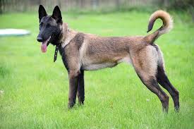 belgian malinois dog breed that helped