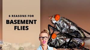 6 Reasons For Basement Flies Easy
