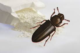 what are flour bugs and should i be