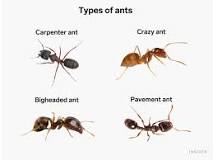 How do I permanently get rid of ants?