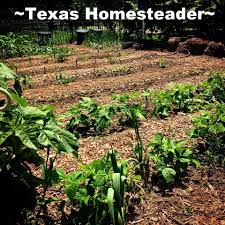 Low Cost Veggie Gardening Texas