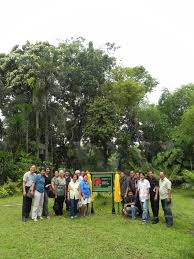 Our Philippine Trees The Llco Garden