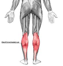 Superficial posterior compartment of the leg (calf). Gastrocnemius Muscle Definition Location Function Study Com