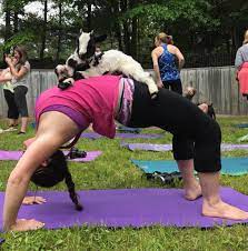 great rock farm offers yoga with goats