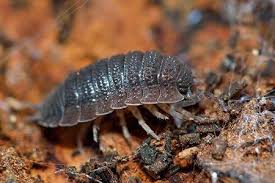 get rid of woodlice advice pest