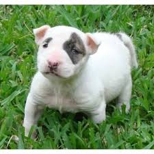 At uconn waterbury, you'll get all the benefits of a prestigious public research university in a small college setting. Bull Terrier Puppies For Sale In Waterbury Connecticut Classified Americanlisted Com