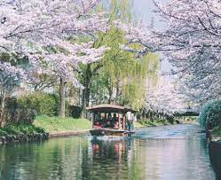 Mùa anh đào đến rồi, bỏ túi kinh nghiệm du lịch Nhật Bản vui trọn mùa hoa  đi thôi