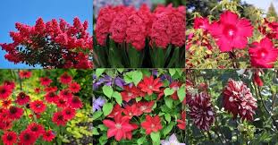 15 Amazing Red Perennials Beyond Roses