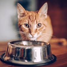 vet approved homemade cat food recipe