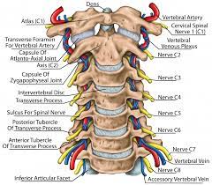 Shoulder disorders are the most common causes of shoulder pain. Cervical Spine Anatomy Neck
