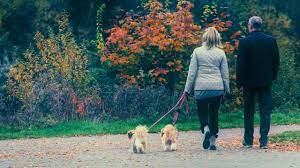 dog friendly fall activities in dallas