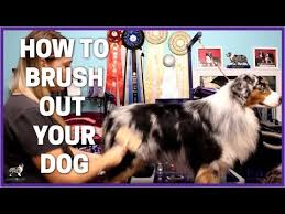 how to brush your aussie you