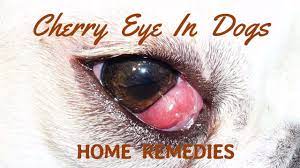 cherry eye in dogs natural home