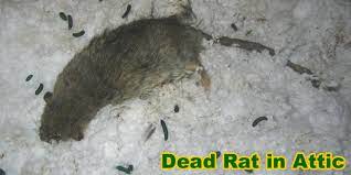 dead rat removal inside a house
