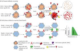 Human Leukocyte Antigen Typing And Crossmatch A