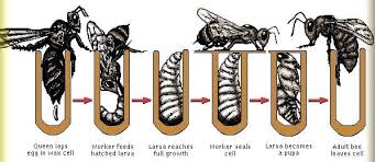 Bees Life Cycle Galway Beekeepers