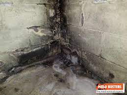 Does Mold When It Dries Out