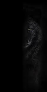 black wolf images mystery fear