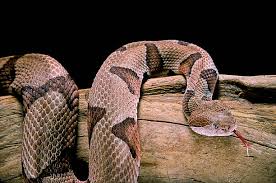 6 venomous snakes you could encounter