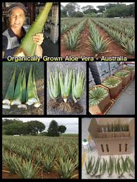Aloe vera plants grow best in tropical countries. Aloe Vera Plants Aloe Vera Australia