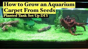 how to grow aquarium carpet from seeds