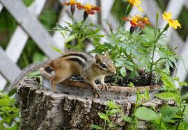 How To Get Rid Of Chipmunks Humanely