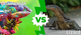 chameleon vs lizard what are the
