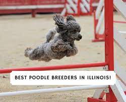 6 best poodle breeders in illinois