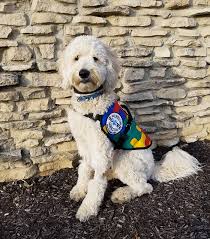 highly trained autism service dog to