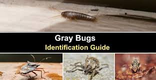 Types Of Gray Bugs Silverfish Stink