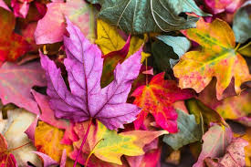 Autumn trivia for seniors · the rich hues of fall leaves exist throughout the leaf's lifespan. 35 October Trivia Questions And Answers Are You Autumn Mad