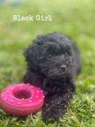 shih tzu x poodle puppies dogs