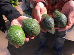 California Is On Its Way To Having An Avocado Crop Year