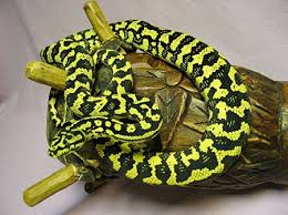 jungle carpet python reptiles