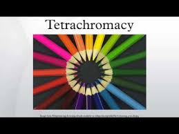 tetrachromacy you