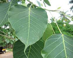 Peepal tree information in Hindi | पीपल बृक्ष से होने वाले स्वास्थ्य लाभ व  विस्तृत जानकारी