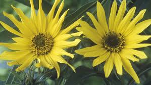 Check spelling or type a new query. Growing Perennial Sunflowers