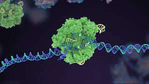 can crispr gene therapy be a single