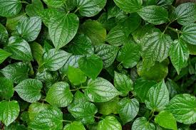 betel leaf is a cinal plant used