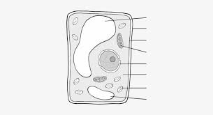 The plant cell contains a large central vacuole, and a protective outer covering called the cell wall. Natural Sciences Grade Basic Plant Cell Not Labeled Png Image Transparent Png Free Download On Seekpng