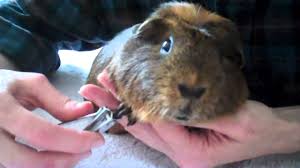 the art of guinea pig manicures pedicures