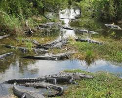 Park Narodowy Everglades w Stanach Zjednoczonych