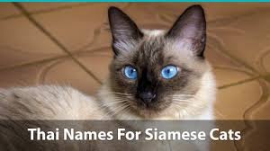 One of the earliest known owners of a siamese cat was actually u.s. Top 120 Siamese Cat Names
