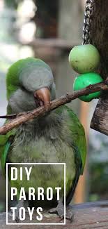 diy parrot toys simple fun and easy