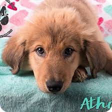 We expect, when she finds her h.ome, that she will blossom into an amazing pup. Cincinnati Oh Australian Shepherd Chow Chow Mix Meet Athos A Puppy For Adoption Australian Shepherd Puppy Adoption Pet Adoption