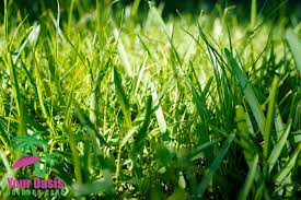 Tips For Promoting Grass Growth Your