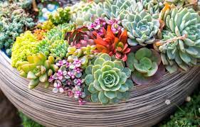 Decorate Your Home With Succulents